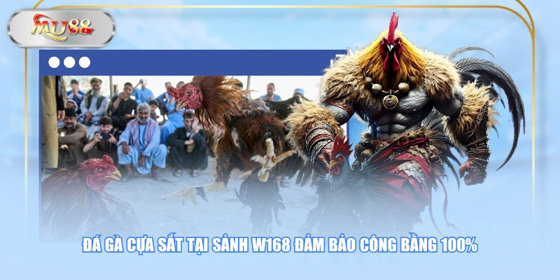 Đá gà cựa sắt tại sảnh W168 đảm bảo công bằng 100%
