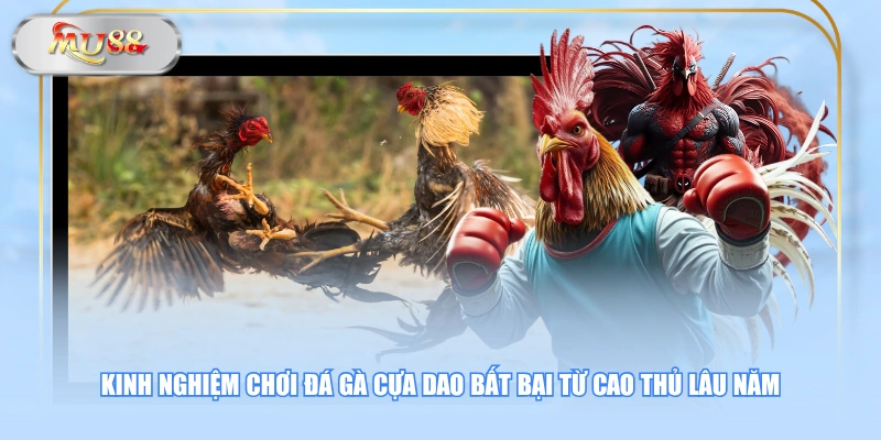 Kinh nghiệm chơi đá gà cựa dao bất bại từ cao thủ lâu năm