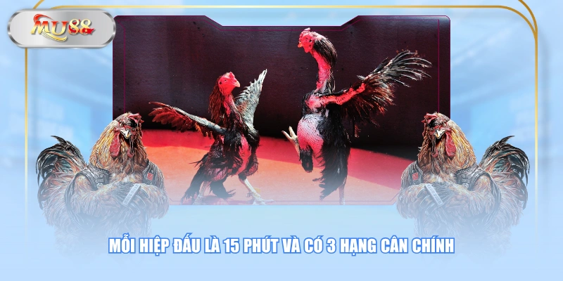 Mỗi hiệp đấu là 15 phút và có 3 hạng cân chính