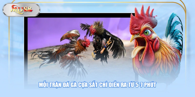 Mỗi trận đá gà cựa sắt chỉ diễn ra từ 5-7 phút