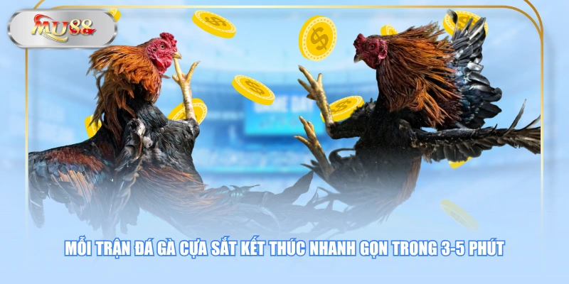Mỗi trận đá gà cựa sắt kết thúc nhanh gọn trong 3-5 phút